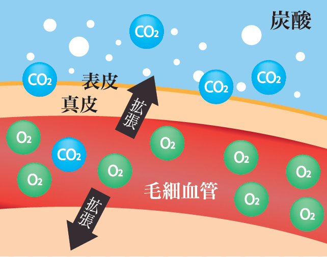 炭酸ガスが取り込まれるイメージ